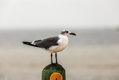 Laughing Gull Padre Island NS 2023